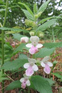 <i>Melittis melissophyllum</i>