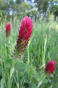 <i>Trifolium incarnatum</i>