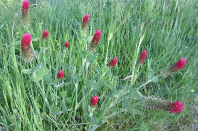 <i>Trifolium incarnatum</i>