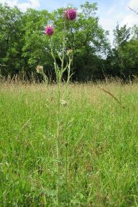 <i>Carduus nutans</i>