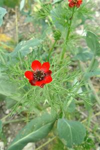 <i>Adonis annua</i>