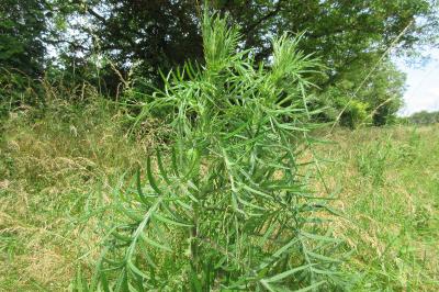 <i>Cirsium eriophorum</i>