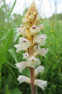 <i>Orobanche picridis-hieracioidis</i>