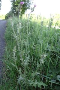 <i>Carduus tenuiflorus</i>