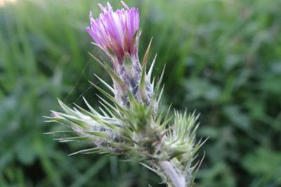 <i>Carduus tenuiflorus</i>