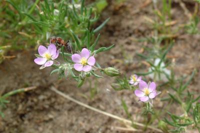 <i>Spergularia rubra</i>