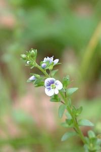 <i>Veronica serpyllifolia</i>