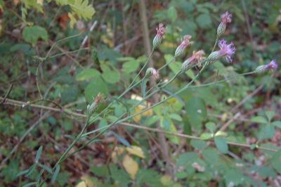 <i>Serratula tinctoria</i>