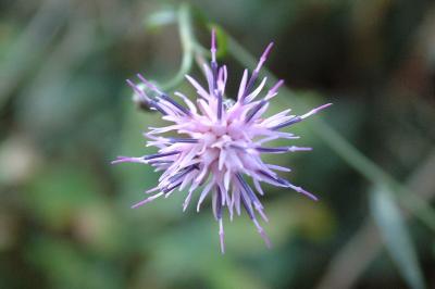 <i>Serratula tinctoria</i>