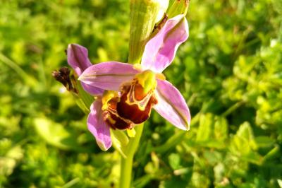 <i>Ophrys apifera</i>