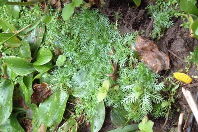 <i>Hottonia palustris</i>