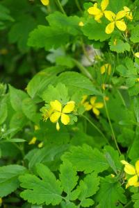 <i>Chelidonium majus</i>