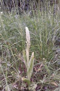 <i>Himantoglossum hircinum</i>