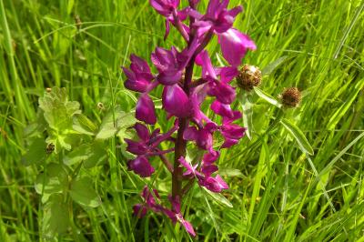 <i>Anacamptis laxiflora</i>