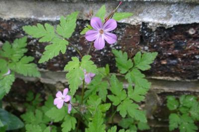 <i>Geranium robertianum</i>