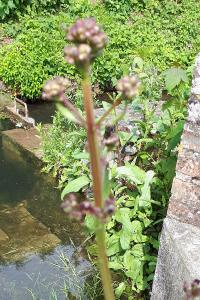 <i>Scrophularia auriculata</i>