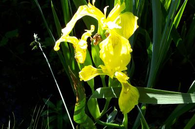 <i>Iris pseudacorus</i>