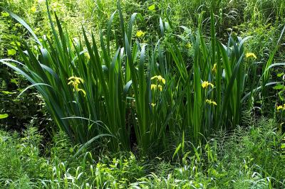<i>Iris pseudacorus</i>