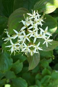 <i>Cornus sanguinea</i>