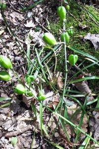 <i>Hyacinthoides non-scripta</i>