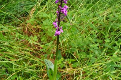 <i>Orchis mascula</i>