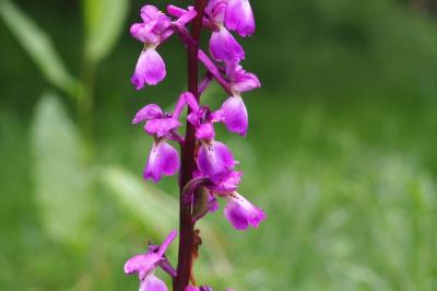 <i>Orchis mascula</i>