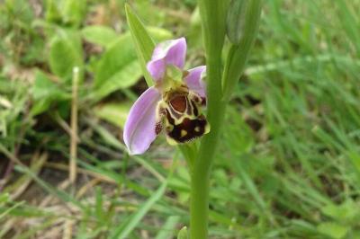 <i>Ophrys apifera</i>