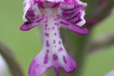 <i>Orchis militaris</i>