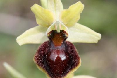 <i>Ophrys aranifera</i>