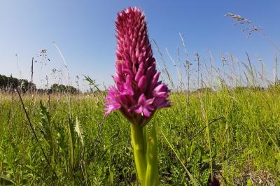 <i>Anacamptis pyramidalis</i>