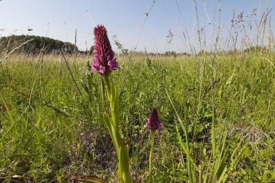 <i>Anacamptis pyramidalis</i>