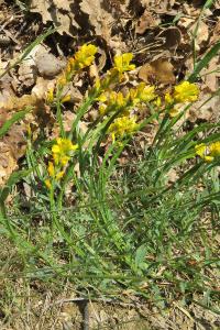 <i>Genista sagittalis</i>