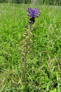<i>Muscari comosum</i>