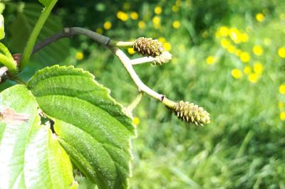 <i>Alnus glutinosa</i>