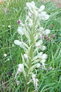 <i>Himantoglossum hircinum</i>
