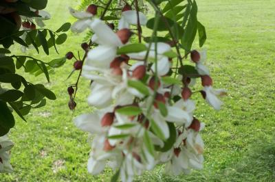 <i>Robinia pseudoacacia</i>