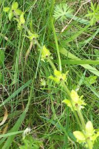 <i>Cruciata laevipes</i>
