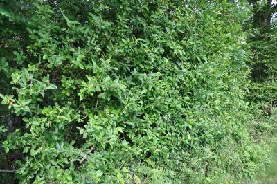 <i>Crataegus germanica</i>
