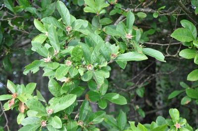 <i>Crataegus germanica</i>