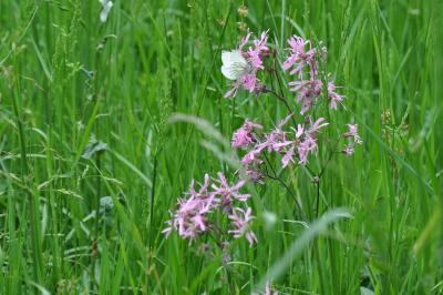 <i>Lychnis flos-cuculi</i>