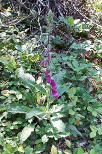 <i>Digitalis purpurea</i>