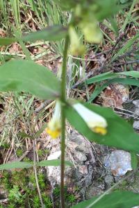 <i>Melampyrum pratense</i>