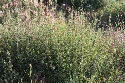 <i>Artemisia campestris</i>