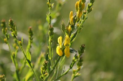 <i>Genista tinctoria</i>