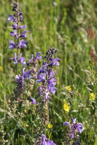 <i>Salvia pratensis</i>