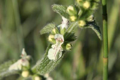 <i>Stachys recta</i>