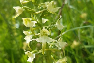 <i>Platanthera chlorantha</i>