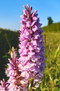 <i>Dactylorhiza maculata</i>