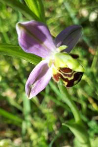 <i>Ophrys apifera</i>