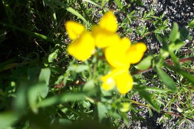 <i>Lotus corniculatus</i>